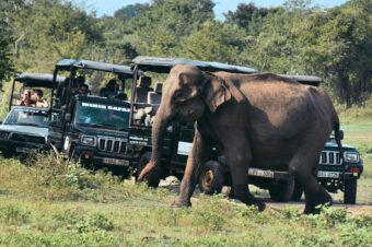 Safari w Sri Lance